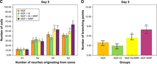 Figure 8 Effect of different treatments (NGF–MNPs–quercetin) on morphological parameters of neuronal differentiation, comparing between the four treatments: free NGF, non-conjugated MNPs with free NGF, NGF–MNPs + quercetin, and NGF + quercetin (A, B). (C) The number of neurites originating from the soma. Scale bar set at 30 µM. (D) The number of branching points. ANOVA test, *P<0.05, **P<0.01. Figure 9 Immunofluorescence images of differentiated PC12 cells 5 days after treatment with iron oxide nanoparticles. (A) Control, (B) cells stained with DAPI, (C) cells stained with β3-tubulin, and (D) the merge of (B) and (C). Green and blue fluorescence represent β3-tubulin and nucleus, respectively. Nuclei marked with DAPI.Display full sizeAbbreviations: MNPs, magnetic nanoparticles; NGF, nerve growth factor; Q, quercetin.