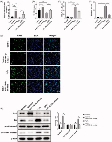 Figure 4. MiR-128-3p mimics possess the potential effect against H2O2-induced apoptosis. (A) The changes in miR-128-3p expression levels transfected with miR-128-3p mimics followed by incubating with H2O2. (B–D) The cell viability of PC12 cells treated with H2O2 and miR-128-3p mimics was analyzed by CCK8 (B), and the cell apoptosis rates were detected by TUNEL assay (C,D). (E) The cell apoptosis rates were detected by flow cytometry. (F) The effect of H2O2 and miR-128-3p mimics on apoptosis-related proteins expression were detected by western blotting assay. Results were presented as mean ± SD (n = 3) (*p<.05, **p<.01).