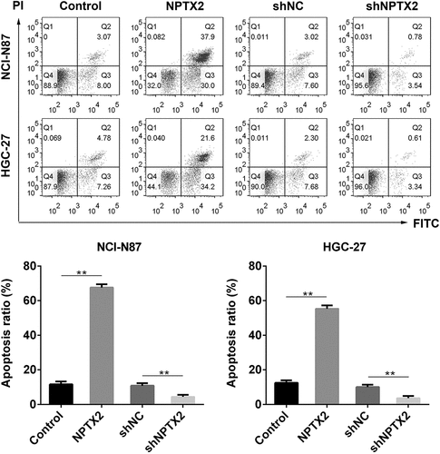 Figure 4. Effect of NPTX2 on gastric cancer cell apoptosis. After gastric cancer cells (NCI-N87 and HGC-27) were, respectively, transfected with NPTX2 plasmid (NPTX2), control plasmid (control), shRNA NPTX2 (shNPTX2) and control shRNA (shNC), the apoptosis of gastric cancer cells was determined by flow cytometry using Annexin V-FITC/PI staining. **p < 0.01 versus control or shNC
