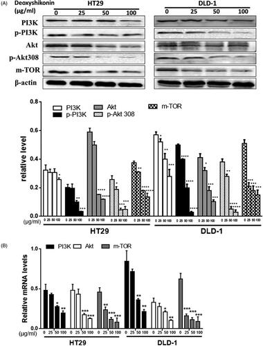 Figure 5. Effects of deoxyshikonin on Akt/PI3K/mTOR signalling pathway in HT29 cells. (A) PI3K, p-PI3K, Akt, p-Akt308 and mTOR proteins in HT29 and DLD-1 cell lines were determined with specific antibodies. β-Actin was used as loading control. The relative intensity of each protein was normalized with β-actin. (B) The expression levels of Akt, PI3K, mTOR mRNA in HT29 and DLD-1 cell lines were measured by RT-PCR. Data were results of three independent experiments with mean ± SD. *p < 0.05, **p < 0.001, ***p < 0.0001 and ****p < 0.00001 versus control (0 μg/mL).