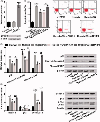 Figure 5. Increased BNIP3 expression reversed inhibitory effects of 6 G in hypoxia-induced apoptosis and autophagy of cardiomyocytes. (A) The relative BNIP3 protein expression was increased by transfecting pcBNIP3 into H9c2 cells. (B) Increased BNIP3 expression inhibited the anti-apoptotic activity of 6 G in the hypoxia-induced H9c2 cells. (C) The expression of apoptosis-related proteins (p53, Cleaved-Caspase-3 and Cleaved-PARP) was increased by BNIP3 in the hypoxia-induced H9c2 cells after 6 G treatment. (D) Increased BNIP3 expression reversed the effects of 6 G in the autophagy-related protein (Beclin-1, p62, LC3-II and LC3-I) expression in the hypoxia-induced H9c2 cells. H9c2 cells were neither treated with 6 G nor induced by hypoxia in the Control group; H9c2 cells were induced by hypoxia for 24 h in the Hypoxia group; Hypoxia-induced H9c2 cells were transfected with pcDNA3.1 or pcBNIP3 before 6 G treatment in the Hypoxia + 6 G + pcDNA3.1 or Hypoxia + 6 G + pcBNIP3 groups. 6 G: [6]-Gingerol. **p < .01 or ***p < .001 vs Control; #p < .05 or ##p < .01vs Hypoxia; +p < .05, ++p < .01 or +++p < .001 vs cells transfected with pcDNA3.1.
