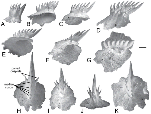 FIGURE 4. SEM images of detached small ‘cock's comb’ denticles from Tribodus limae, AMNH FF13957. A–G, lateral, ventrolateral, and coronolateral views of several denticles, arranged in order of increasing size; H, I, K, coronal views; J, anterior view. Pulp cavity can be seen in B, E, and F. The number of median cusps and paired lateral cusplets is not simply related to denticle size, because even relatively large examples can have fewer cusps and cusplets than smaller ones. The original position of these denticles on the body is unknown, but it is possible that variation in denticle size and in the number and orientation of cusps and paired cusplets are related to the position on the body. Scale bar equals 100 µm.