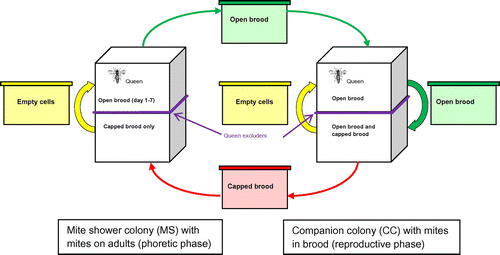 Figure 1. Management of the mite rearing honey bee colonies combining “mite shower” colonies (MS, left hand side) and companion colonies (CC, right hand side). Arrows show the direction of movement of frames carried out every seven days (see text for further explanation).