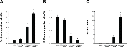 Figure 4. Effects of pomegranate emulsion (PE) on intratumor Bax and Bcl2 expression as determined by immunohistochemistry. Quantitative analysis of Bax-immunopositive cells (A), Bcl2-immunopositive cells (B), and Bax/Bcl2 ratio (C) in mammary tumors induced by 7,12-dimethylbenz(a)anthracene (DMBA) in rats. Each bar represents the mean ± SEM (n = 4). A,B: *P < 0.001; C: +P < 0.05 and *P < 0.001 as compared to DMBA control.