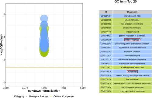 Figure 7. Z score Bubble plot of the top 20 significantly enriched differential pathways. The X-axis represents up-down normalization, and the Y-axis represents the -log10 P value. Blue indicates biological process, green indicates cellular component, and the table on the right shows the 20 GO terms with the smallest P value.
