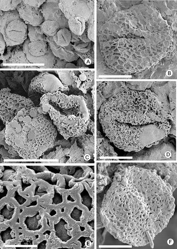 Figure 3. Zlatkocarpus brnikensis sp. nov. A–F. Pollen grains of Retimonocolpites type: A. Group of pollen grains, holotype, F 3143; B. Pollen with colpus, F 3147; C. Group of pollen grains, two of them with partly detached reticulum, F 3146; D. Pollen with colpus and partly detached reticulum, F 3147; E. Detail of exine with heterogenous columellae and smooth muri, holotype, F 3143; F. Pollen adhering on stigma, holotype, F 3143. Scale bars – 30 μm (A); 12 μm (C); 6 μm (B, D, F); 1.2 μm (E).