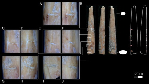 Figure 3. Bone projectile point tip with five horizontal incisions down left side: view of incisions from the dorsal aspect (A, C, E, G, I); view of incisions from the left side (B, D, F, H, J). Magnification: 150x.