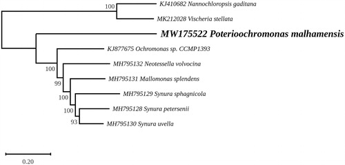 Figure 1. Maximum likelihood phylogeny obtained from 107 concatenated chloroplast protein-coding genes from Poterioochromonas malhamensis and 8 other taxa representing Chrysophyceae and Eustigmatophyceae. The best-scoring RAxML tree (log likelihood = −495241.595123) is presented.