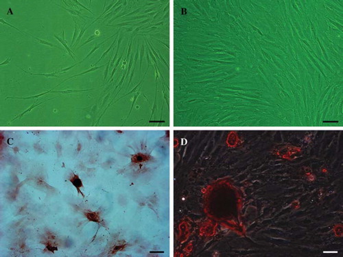 Figure 3. Morphological characteristics and mesodermal differentiation of the cultured BMSCs. The primary BMSCs exhibited spindle-shaped morphology at day 7 and morphological homogenicity when cells reached 85% confluence at day 12 (A, B, phase contrast). After differentiation in vitro for 3 weeks, calcium deposits in the cytoplasm were detected via alizarin red staining © and intracellular lipid globules were visualized via Oil Red O staining (D). Scale bar = 20 μm (A, B), 50 μm (C, D).