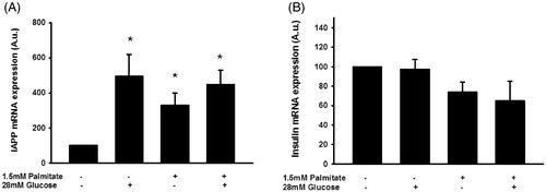 Figure 7. Palmitate and high glucose increase IAPP mRNA, but not insulin mRNA levels. IAPP mRNA levels were analyzed using real-time RT-PCR (A). Data represent normalized target gene expression expressed as fold change for IAPP mRNA levels of human islets following palmitate (1.5 mmol/L) or high glucose (28 mmol/L) exposure for 72 h. (B) Human islets were cultured for 72 h as in (A) and then analyzed for insulin mRNA. Bars represent means ± SEM. *p < 0.05 compared with control group. n = 5, in duplicate.