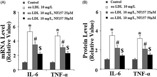 Figure 6. NF157 inhibits ox-LDL-induced expression of the pro-inflammatory cytokines IL-6 and TNF-α. HAECs were treated with 10 mg/L ox-LDL with or without NF157 (25, 50 μM) for 24 h. (A) Real-time PCR analysis of IL-6 and TNF-α at the mRNA level; (B) ELISA analysis of IL-6 and TNF-α at the protein level (*, #, $, p < .01 vs. previous column group).