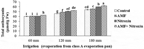 Figure 5. Interaction effect of irrigation and inoculation with bio-fertilizers on total anthocyanin content of sorghum. Values represent means ± SE. Different letters indicate significant differences using LSD test (P <.05)