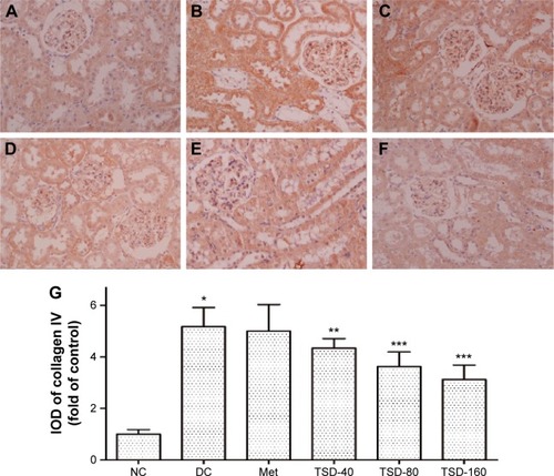Figure 6 Effect of TSD on renal immunohistochemical stain of collagen IV in diabetic rats.
