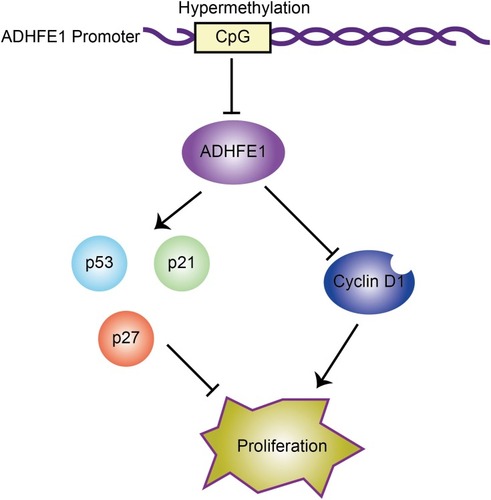 Figure 5 Proposed model: hypermethylation of ADHFE1 facilitates the proliferation of CRC cells via modulating the proteins which are essential in cell cycle progression.