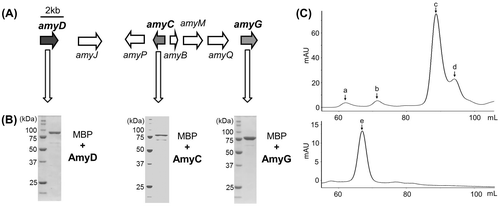 Fig. 1. The silent indole diterpene biosynthetic gene cluster identified in P. amygdali.Note: Gene organization of amyD, amyC, and amyG (A), SDS-PAGE analysis of their recombinants (B), and gel filtration chromatography of recombinant AmyD (C). In (C), elution profiles of the standard proteins, aldolase (a, 158 kDa), albumin (b, 67 kDa), chymotrypsinogen A (c, 25 kDa), and ribonuclease A (d, 13.7 kDa); top and purified AmyD (bottom, e) are shown.