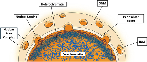 Figure 1. Ultrastructure illustration of the nucleus showing components like the nuclear envelope, nuclear lamina, heterochromatin and euchromatin.