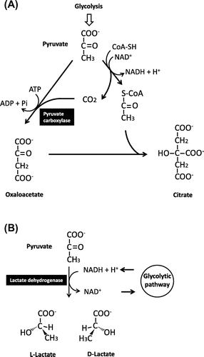Fig. 4. Principle reactions in the production of citric acid (A) and lactic acid (B)