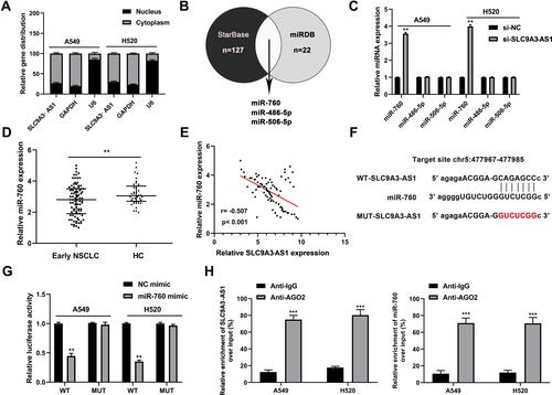 Figure 4 SLC9A3-AS1 directly interacts with miR-760. (A) The location of SLC9A3-AS1 in NSCLC cells was confirmed by subcellular fractionation assay. (B) Three putative target miRNAs of SLC9A3-AS1 were overlapped by the starBase and miRDB databases. (C) Relative expression level of 3 candidate miRNAs in NSCLC cells after transfection with si-SLC9A3-AS1. (D) Relative miR-760 expression in serum and tumor tissues of NSCLC and HC. (E) Pearson correlation analysis between SLC9A3-AS1 and miR-760 expression levels in NSCLC tissues. (F) Potential binding sites between SLC9A3-AS1 and miR-760. (G) Relative luciferase activity in NSCLC cells with WT or MUT SLC9A3-AS1 after co-transfection with miR-760 mimic. (H) Enrichment of SLC9A3-AS1 and miR-760 in NSCLC cells revealed by RNA Immunoprecipitation assay. **P< 0.01, ***P< 0.001.