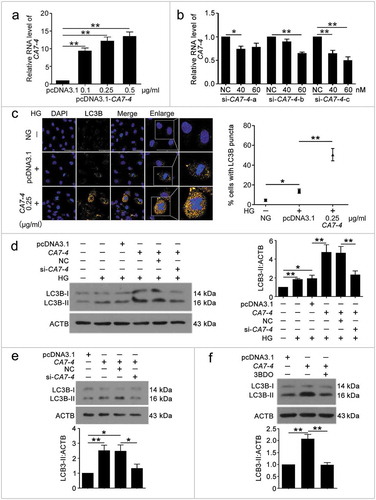 Figure 2. CA7-4 encouraged VEC autophagy. (a) VECs were transfected with empty vector pcDNA3.1 and CA7-4 (0.1, 0.25, 0.5 μg/ml) for 48 h. qPCR analysis of CA7-4 overexpression efficiency. (b) VECs were transfected with NC or siRNA-CA7-4-a, siRNA-CA7-4-b, and siRNA-CA7-4-c for 48 h. qPCR analysis of the RNA level of CA7-4. (c) After transfection with pcDNA3.1 or CA7-4 (0.25 μg/ml) for 24 h, VECs were treated with HG for 48 h. The distribution of LC3B in VECs was detected by immunofluorescence, and the proportion of cells containing > 5 LC3B puncta was investigated. Scale bar: 50 μm. Rescue experiment: VECs were transfected with pcDNA3.1 or CA7-4, then co-transfected with CA7-4 (0.1 μg/ml) and NC; CA7-4 (0.1 μg/ml) and si-CA7-4 (60 nM) for 24 h (d) or 48 h (e), then treated with HG (d) for 48 h. (f) VECs were treated with 3BDO (15 μM) for 48 h after transfection with CA7-4 (0.1 μg/ml) overnight. Western blot analysis of LC3B-II level. (*, p < 0.05; **, p < 0.01; n = 3.).