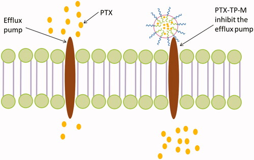 Figure 3. Schematic illustration of PTX-TP-M inhibits the efflux system and contributes to absorption.