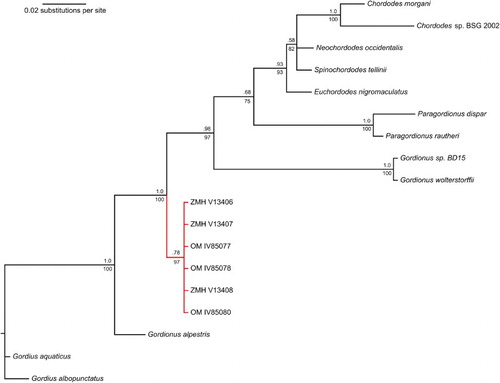 Figure 2. Composite 18S maximum likelihood (ML)/Bayesian inference phylogenetic tree of Gordionus maori specimens and selected nematomorph reference sequences. Bayesian posterior probabilities shown above nodes; ML bootstrap support values shown below nodes. The branch containing the specimens of Gordionus maori n. sp. is marked in red. The labels of the specimens are their accession numbers (see text).