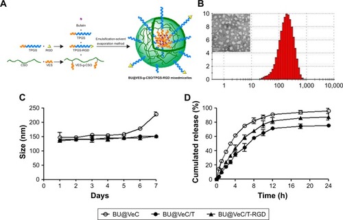 Figure 1 Characteristics of BU-loaded micelles.Notes: (A) Formulation mechanism of BU@VeC/T-RGD MM and (B) particle size distribution and TEM image of BU@VeC/T-RGD MM. (C) Changes of particle size and particle distribution index of BU-loaded micelles in PBS for 7 days at 37°C, measured by dynamic light scattering. (D) In vitro BU release curve from BU-loaded micelles in PBS (pH 7.4) at 37°C. Data are mean±SD (n=3). All experiments were tested for three times.Abbreviations: BU, bufalin; MM, mixed micelles.