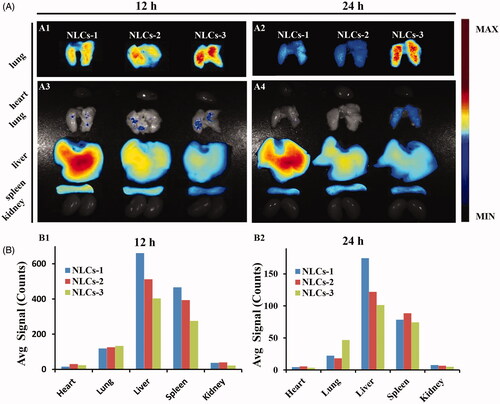 Figure 3. In vivo bio-distribution of non-targeted NLCs. (A) The fluorescence images of excised representative organs from mice. Where A1, A2 were the images of lung tissues merely observed in the same field of vision; A3, A4 were the images of the whole representative organs observed in the same field of vision. (B) The semi-quantitative fluorescence intensity in the organs, expressed as the average fluorescence intensity (avg signal/counts).