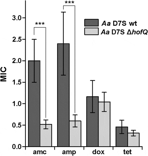 Figure 5. Deletion of hofQ increased the antimicrobial susceptibility of A. actinomycetemcomitans to β-lactams. Deletion of the hofQ gene made A. actinomycetemcomitans more susceptible to ampicillin (amp, p = 0.001) and amoxicillin/clavulanic acid (amc, p = 0.001) but did not significantly alter the susceptibility to tetracycline (tet, p = 0.093) or doxycycline (dox, p = 0.485). MIC values were determined from the scale on the Etest® strip after 45–48 h of incubation. Data were obtained from 5–9 independent experiments and are presented as the mean± SD.