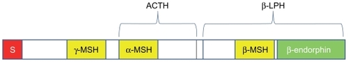 Figure 3 Schematic structure of pro-opiomelanocortin (POMC) and location of melanocyte-stimulating hormones (MSH).