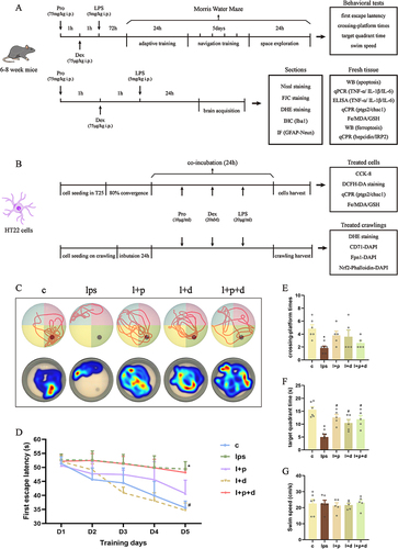 Figure 1 Propofol and dexmedetomidine ameliorated the endotoxemia-associated cognitive impairment. (A and B) The intervention strategy and experimental procedure for endotoxemia model in vivo and in vitro. (C) Representative trajectory and heatmaps of the MWM. (D) The escape latency for the first platform discovery over five consecutive days. (E) The crossing-platform times on the final day after platform removal. (F) The duration of time spent in the quadrant where the platform was located on the final day. (G) The swim speed on the final day. Data are expressed as the mean ± SEM (*p<0.05 vs c group; #p<0.05 vs lps group; n = 7).