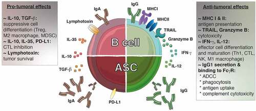 Figure 3. The dichotomy of tumor-infiltrating B lymphocytes. Both pro- and anti-tumoral roles can be attributed to B lymphocytes. IgG1+ B cells promote the anti-tumoral response by presenting antigens to T cells and secreting cytokines (IFN-γ, IL-12) that polarizing the response toward an optimal Th1/CTL composition. These B cells can exert direct cytotoxic functions through the expression of TRAIL and granzyme B. Furthermore, the IgG1 antibodies secreted by the ASC can bind to the FcγR at the surface of NK cells, macrophages and dendritic cells allowing induction of ADCC, phagocytosis and antigen uptake, respectively. Furthermore, IgG1 antibodies fix complement to trigger its cytotoxic cascade. In contrast, IgA+ cells are associated with the secretion of inhibitory cytokines (IL-10, IL-35, TGF-β) that create a suppressive environment favoring the emergence of Treg, M2 macrophages and MDSC while repressing the function of the effector cells. In addition, the expression of lymphotoxin by B cells supports tumor cell survival. ADCC, antibody-dependent cell-mediated cytotoxicity; ASC, antibody secreting cell; CTL, cytotoxic T lymphocyte; FcγR, Fc gamma receptor; Ig, immunoglobulin; IFN-γ, interferon gamma; MDSC, myeloid-derived suppressor cells; MHC: major histocompatibility complex; PD-L1: progammed cell death ligand 1; TGF-β, transforming growth factor-beta; TRAIL, tumor-necrosis-factor related apoptosis-inducing ligand; Treg, regulatory T cell