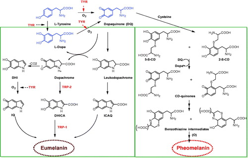 Figure 1. Melanogenesis pathway (production of eumelanin and pheomelanin)Citation13. (Tyr: tyrosinase; DQ: dopaquinone; L-Dopa: L-3:4-dihydroxyphenylalanine; DHICA: 5,6-dihydroxyindole-2 carboxylic acid; DHI: 5,6-dihydroxyindole; ICAQ: indole-2-carboxylic acid-5,6-quinone; IQ: indole-5,6-quinone; HBTA: 5-hydroxy-1,4-benzothiazinylalanine).