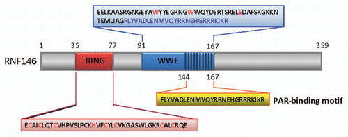 Figure 1 Molecular structure of RNF146. The RNF146 is a novel ring finger E3 ubiquitin ligase with 359 amino acids. The molecular structure of RNF146 contains one N-terminus C3HC4 ring finger domain (35–77 aa, 7 cysteine and 1 histidine residues involved in ring finger formation is highlighted in red) as well as one WWE domain (91–167 aa, the highly conserved 2 tryptophan and 1 glutamic acid, which WWE domain is named after, are highlighted in red). The PAR binding motif (144–167 aa) is at the C-terminus tail of WWE domain of RNF146 (highlighted in blue at the end of WWE sequence).