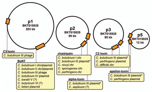 Figure 1 Toxin genes in the BKT015925 plasmidome in comparison with gene location, i.e., on chromosome (chr), plasmid or phage, in the different groups of Clostridium botulinum and other Clostridium species. The title of each text box signifies the encoded toxin. The C2 toxin consists of two subunits, and is therefore encoded by two genes. *Located on different plasmids within C. botulinum group III.