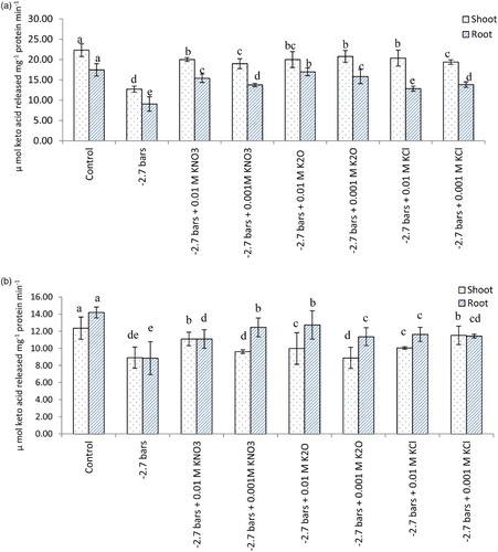 Figure 4. Alanine (A) and Aspartate (B) aminotransferase activity (µ mol keto acid released mg−1 protein min−1) in oat (A. sativa L. cultivar KENT) seedlings raised under different potassium treatments and PEG-induced water stress (7 DAS).