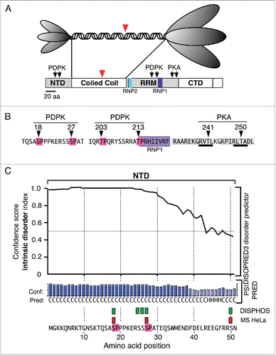 Figure 1. Structural Features of ORF1p (A). The top panel illustrates the trimeric structure of the protein revealed by atomic force microscopyCitation13 and the domains present in the monomer: N-terminal domain (NTD), coiled coil domain, RNA recognition domain (RRM), the C-terminal domain (CTD). The ovals that correspond to the NTD and the C-terminal half of the trimer cartoon are scaled to the their relative masses. The large red arrowheads indicate the amino-terminus of the protein that was expressed in E. coli for crystallization.Citation25 (B) The arrows indicate the locations of phosphokinase target sites and the amino acids corresponding to the PDPK sites are highlighted in red, those comprising the RNP1 motif in purple, those making up the PDPK docking sites in gray, and those corresponding to the PKA target sites are underlined in black. C. The results generated by the DISOPRED, PSIPRED and DISPHOS predictions programs (see text). The green rectangles correspond to the DISPHOS predictions for phosphorylated serines, the red rectangles correspond to those found by mass spectroscopy on ORF1p expressed in HeLa cells.