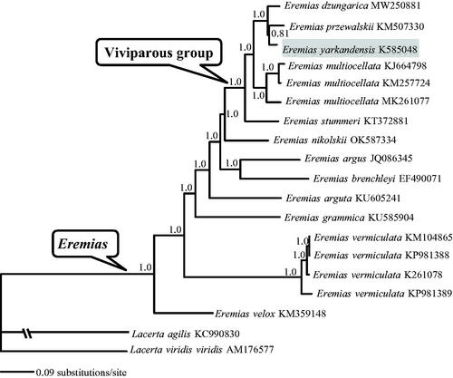 Figure 1. A majority-rule consensus tree inferred from Bayesian inference using MrBayes with the best model for each partition, based on the PCGs of Eremias spp. and two other representative Lacerta lizards retrieved from GenBank. The phylogenetic placement of E. yarkandensis is highlighted. GenBank accession numbers are given with species names. Node numbers show Bayesian posterior probabilities. Branch lengths represent means of the posterior distribution.