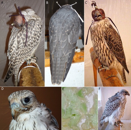 Figure 3. Clinical signs of falcons following experimental inocculation of Aspergillus fumigatus intratracheally. (A) Sleeping falcon. (B) Falcon with drooping wings. (C) Falcons with open-beak breathing. (D) Falcon with sticky and dirty feathers after vomiting. (E) Mint-green urates of a falcon. (F) Falcon with ruffled feathers.