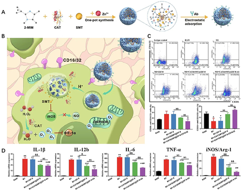 Figure 4 Catalase-based nanoparticles produce oxygen in situ in hypoxia areas. (A) Schematic illustration of the synthesis processes for CAT&SMT@ZIF-8-Ab NPs. (B) Modified ZIF-8 NPs target synovial macrophages to regulate intracellular gases and reprogram the metabolic pathway, thus attenuating OA. (C) The percentages of M1 (CD206-negative and CD16/32-positive cells) and M2 (CD206-positive and CD16/32-negative cells cells) macrophages were evaluated by flow cytometry. (D) Expression levels of genes related to M1-type macrophage including IL-1β, IL-12b, IL-6, TNF-α, and Inos/Arg-1 were measured by Qrt-PCR. Superscript symbol “*” indicates comparisons with the first group, and superscript symbol “#” indicates comparisons with the second group. Comparisons between ZIF-8 and CAT&SMT@ZIF-8 NP-treated groups and CAT&SMT@ZIF-8 and CAT&SMT@ZIF-8-Ab NP-treated groups were calculated and marked with the superscript symbol “&”. Superscript symbols “*”, “#”, and “&” indicate p < 0.05; superscript symbols “**”, “##”, and “&&” indicate p < 0.01; NS means not significant. Reprinted from Zhou F, Mei J, Yang S, et al. Modified ZIF-8 Nanoparticles Attenuate Osteoarthritis by Reprogramming the Metabolic Pathway of Synovial Macrophages. ACS Appl Mater Interfaces. 2020; 12 (2): 2009–2022. Copyright 2022 American Chemical Society.Citation131