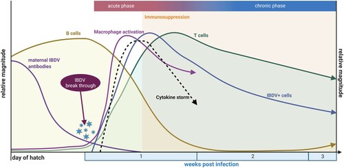 Figure 1. Schematic overview of key immunological events in the bursa of Fabricius within the context of IBDV infection up to the time of beginning recovery. Created with BioRender.com