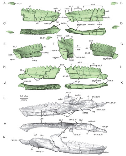 Figure 11. Virtual three-dimensional renderings of the lower jaws of the holotype (USNM PAL 722041) of Opisthiamimus gregori gen. et sp. nov. A–E, part of the right dentary in A, right lateral, B, medial, C, dorsal, D, ventral and E, anteromedial views; F, close-up of the symphyseal region of the right dentary in anteromedial view; G–K, part of the left dentary in G, anteromedial, H, left lateral, I, medial, J, dorsal and K, ventral views; L–N, right lower jaw in L, medial, M, dorsal and N, right lateral views. Arrow in L indicates the anterior extent of the angular. Abbreviations: ad.fss, adductor fossa; addt, additional tooth; An, angular; an.fct, facet for the angular; Art, articular; art.l.sulc, lateral sulcus of the articular; art.m.sulc, medial sulcus of the articular; co.pr, coronoid process; d.sym.s, dorsal symphyseal surface; Den, dentary; den.p.pr, posterior process of the dentary; ed.ri, edentulous ridge; for, foramen; ht, hatchling tooth; men.pr, mentonian process; mk.gr, Meckelian groove; ntch, notch; Pre, prearticular; psym.lam, postsymphyseal lamina; r.art.pr, retroarticular process; ri, ridge; sb, secondary bone; subd.ri, subdental ridge; succt, successional tooth; Sur, surangular; sur.a.pr, anterior process of the surangular; sur.fct, facet for the surangular; sym.s, symphyseal surface; v.sym.s, ventral symphyseal surface; wf, wear facet.
