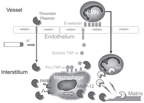 Figure 2 Interactions between proteinases regulate inflammation and matrix destruction in mice acutely exposed to cigarette smoke. Cigarette smoke drives macrophage MMP-12 production, at least in part by inducing thrombin- and plasmin-mediated activation of protease-activated receptor-1 (PAR-1) on macrophages. MMP-12 stimulates PMN accumulation in the lung by shedding pro-TNF-α from the macrophage surface, generating soluble, active TNF-α. Active TNF-α stimulates PMN trans-endothelial migration by up-regulating endothelial E selectin expression. PMN proteinases, such as neutrophil elastase (NE), amplify macrophage MMP-12 mediated destruction of the lung ECM.