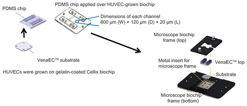 Figure S1 Regulated shear stress assays – VenaEC™ Biochip protocol: Image explains assembly of HUVEC-grown substrate for CdTe-QD and SiO2-NP uptake assays under regulated flow conditions.Abbreviations: QD, quantum dot(s); NP, nanoparticle(s); HUVEC(s), human umbilical vein endothelial cell(s); EC, endothelial cell(s); SS, shear stress; PDMS, polydimethylsiloxane.