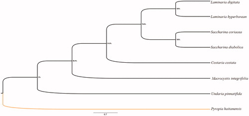 Figure 1. Phylogenetic trees (1000 bootstrap replicates) derived from maximum likelihood (ML) based on 13 mitochondrial PCGs.