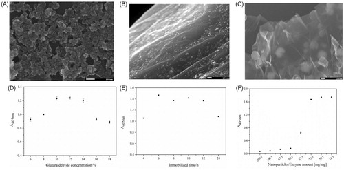 Figure 3. Influence of different proportions of FeCl3·6H2O to GO (50:1 (A), 5:1 (B), 2.5:1 (C)), glutaraldehyde (crosslinking agent) concentration (D), immobilised time (E) and enzyme (α-glucosidase) amount (F) on the immobilised enzyme absorbance values (A405 nm).