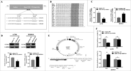 Figure 3. CCNE1 is a direct target gene of miR-424-5p in vitro. (A) Schematic representation of the CCNE1 3′-UTR with two putative sites (Seed location A and B) targeted by miR-424-5p. The sequence of miR-424-5p target sites in CCNE1 3′-UTR is shown in underlined. (B) Sequence alignment of predicted miR-424-5p target sites located within CCNE1 3′-UTR showing high conservation among different species. (C) Relative mRNA and protein expression of CCNE1 were confirmed by qRT-PCR and western blot when transfected miR-424-5p mimics and inhibitor each into A2780 and HO8910,compared with its controls. (E) Structure of pmiR-RB-Report^TM dualluciferase reporter vector. (F) Relative Lucuciferase activity was assayed and calculated by the ratio of firefly/Renilla luciferase activity following transfection with miR-424-5p mimic compared with transfection with NC in A2780, or transfection with miR-424-5p inhibitor compared with transfection with NC inhibitor in HO8910. The data were shown by mean±SEM from three independent experiments, where appropriate, #p<0.05; ##p<0.01.