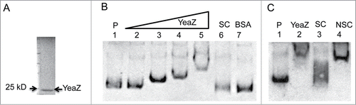 Figure 4. YeaZ binding to the upstream of ilv-leu operon. (A) SDS-PAGE analysis of recombinant staphylococcal YeaZ from E. coli. (B) Gel-shift assay with DIG labeled probe Pilv. P indicates DIG labeled probe without YeaZ; the amount of the labeled Pilv is 200 fmol. The amount of YeaZ from Lane 2 to 5 are 0.5, 1, 2, and 8 μM. SC indicates 100-fold molar excess of specific competitor. The amount of BSA is 15 μM. (C) Gel-shift assay with 100 molar excess competitors. NSC indicates 100-fold molar excess of nonspecific competitor. The amount of YeaZ is 8 μM.