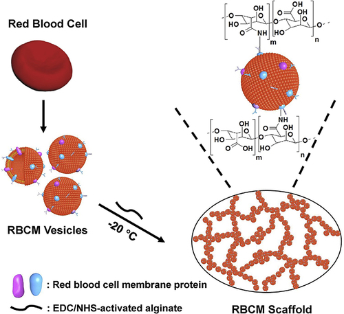 Figure 3 Diagram illustrating how the RBCM scaffold was fabricated. Reprinted from Biomaterials, 197, Fan Z, Deng J, Li PY, et al. A new class of biological materials: Cell membrane-derived hydrogel scaffolds, 244-254, Copyright © 2019, with permission from Elsevier.Citation126