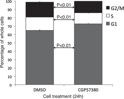 Figure 8 Cell cycle analysis of MDA-MB-231 cell line following CGP57380 treatment. MDA-MB-231 cells were treated with CGP57380 20 µM or DMSO (vehicle control); for 24 h prior to analysis of DNA content by propidium iodide staining and flow cytometry. Data shown is the means of three independently repeated experiments, each comprising three replicates. Student's t-test was used for statistical analysis.