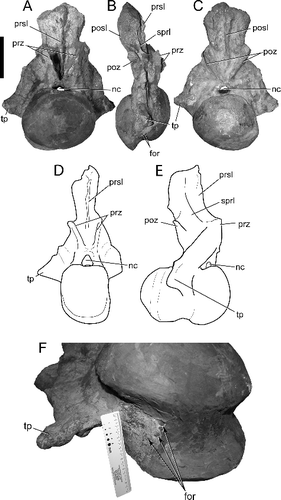 Figure 10. Alamosaurus sanjuanensis, first caudal vertebra. A–C, TMM 41541-1 first caudal vertebra in A, anterior, B, right lateral, and C, posterior views. D, E, USNM 15560, line drawings of first caudal vertebra in D, anterior, and E, right lateral views. F, TMM 41541-1, close-up of first caudal centrum in right lateroventral and slightly anterior view; arrows point to at least three foramina ventral to transverse process. D and E drawn from Gilmore (Citation1946). Abbreviations: for, foramen; nc, neural canal; ns, neural spine; posl, postspinal lamina; prsl, prespinal lamina; poz, postzygapophysis; prz, prezygapophysis; sprl, spinoprezygapophyseal lamina; tp, transverse process. A–C, scale bar = 20 cm.